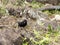 Cactus Ground Finch, Geospiza scandens, is specialized in the feeding of seeds opuntia, San Cristobal, Galapagos, Ecuador