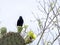 Cactus Ground Finch, Geospiza scandens, is specialized in the feeding of seeds opuntia, San Cristobal, Galapagos, Ecuador