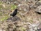 Cactus Ground Finch, Geospiza scandens, is specialized in the feeding of seeds opuntia, San Cristobal, Galapagos, Ecuador