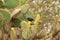 Cactus Ground Finch on Giant Prickly Pear Cactus