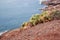 Cactus grow on the red rocks on the seashore