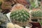 Cactus growing in glasshouse