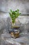 Cactus growing in a grungy old black pot