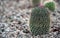 Cactus growing in the rocks in the garden