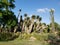 Cactus growing in San Diego Balboa Park CA USA