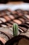 Cactus Growing on Tiled Roof