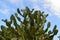 Cactus Growing in the Wilds of Aruba