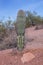 A cactus grows in the desert in Arizona