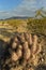 Cactus grows in Mojave Desert landscape town of Pahrump, Nevada, USA