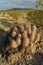 Cactus grows in Mojave Desert landscape town of Pahrump, Nevada, USA