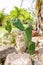 Cactus growth in mini stone under the tree