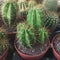 Cactus growth in pot