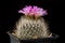 Cactus Gymnocactus beguinii with flower isolated on Black.