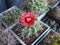 Cactus Gymnocalycium baldianum LB1243 with red flowers