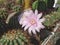 Cactus Gymnocalycium friedrichii with purplish stem and pink flowers