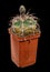 Cactus Gymnocalycium Mazanense V. Polycephalum P223 Latin Name, The Birthplace of South America, Age Nine Years. Can Serve as a