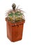 Cactus Gymnocalycium Mazanense V. Polycephalum P223 Latin Name, The Birthplace of South America, Age Nine Years. Can Serve as a