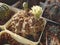 Cactus Gymnocalycium megatae with brown stem and green buds