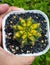 cactus gymnocalycium mihanovichi aka taiwan clone aka radiance