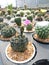 Cactus Gymnocalycium in the pot