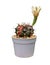 Cactus Gymnocalycium variegated with flower blooming in pot isolated on the white background