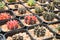 Cactus Gymnocalycium variegated, grown in pots in greenhouses