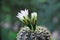 Cactus Gymnocalycium with white flowers.