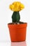Cactus, gymnocalycium yellow