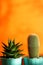 cactus and haworthia on an orange background. minimalism and bright color combinations. Flowers in the interior.