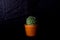 Cactus haworthia plant relax activity