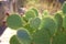 Cactus Heart