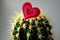 Cactus and heart