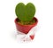 Cactus heart in a red pot