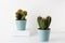 Cactus home plant in blue flower pots on the white background.