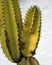 Cactus from a hot climate