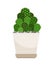 Cactus house plant in white flower pot