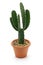 Cactus, houseplant isolated