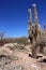 Cactus in Humahuaca