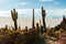 Cactus island in the Bolivian salt flat of Uyuni