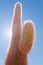 Cactus in the island Incahuasi, Uyuni salt flat, Bolivia