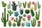 Cactus isolated cartoon set icon. Vector illustration mexican cacti on white background. Vector cartoon set icon cactus