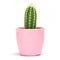 Cactus isolated with clipping path. Closeup Cacti front view in pink ceramic pot white background. Collection.