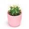 Cactus isolated with clipping path. Closeup Cacti front view in pink ceramic pot white background. Collection.