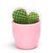 Cactus isolated with clipping path. Closeup Cacti front view in pink ceramic pot white background. Collection.