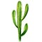 Cactus isolated on a white background