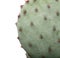 Cactus isolated on white background Close-up