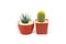 Cactus isolated on white background, Notocactus leninghausii and