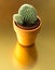 Cactus in a jamb on a golden background