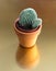 Cactus in a jamb on a golden background