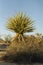 Cactus, Joshua Tree National Park